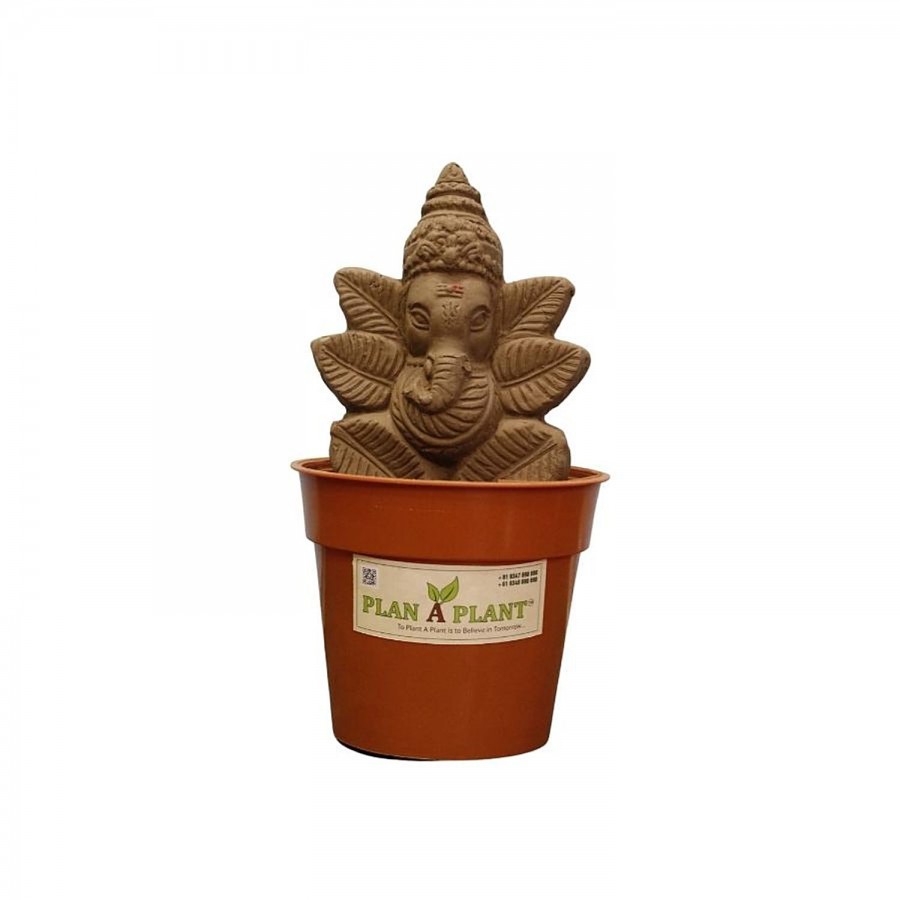 Plan A Plant Plant Ganesh Mini -  Organic Soil Mix