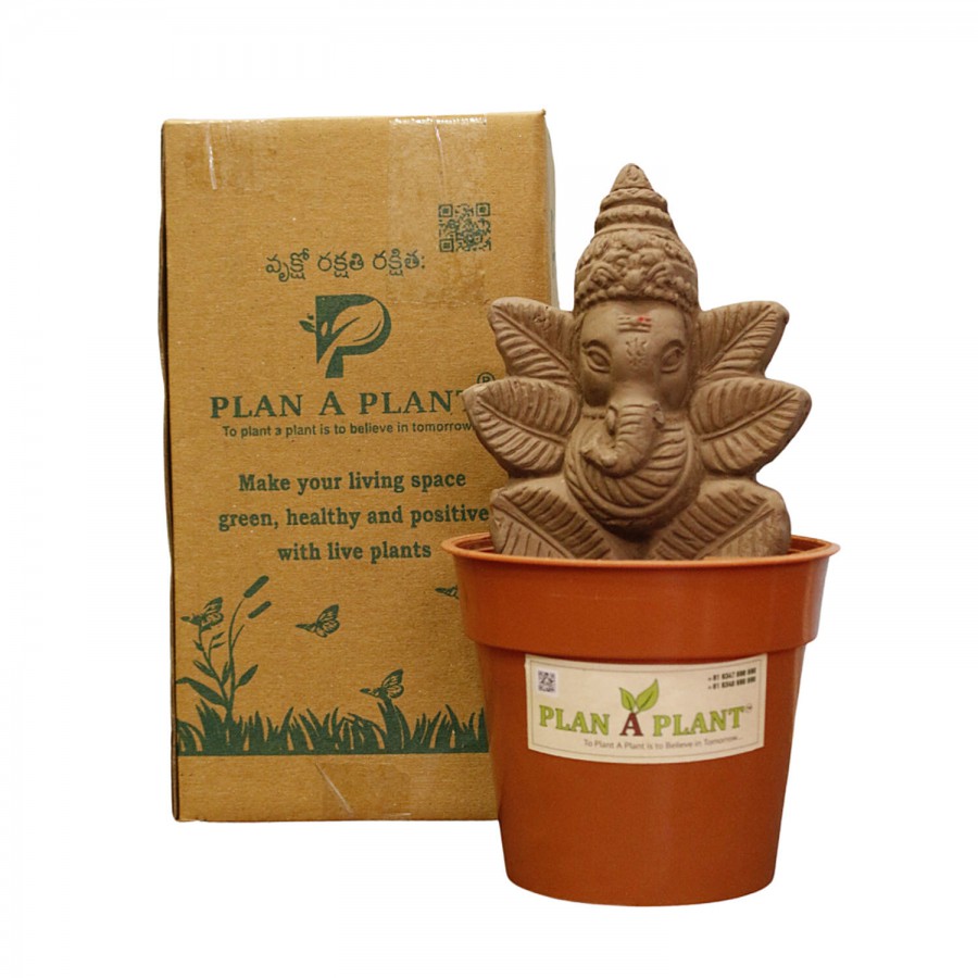 Plan A Plant Plant Ganesh Mini -  Organic Soil Mix