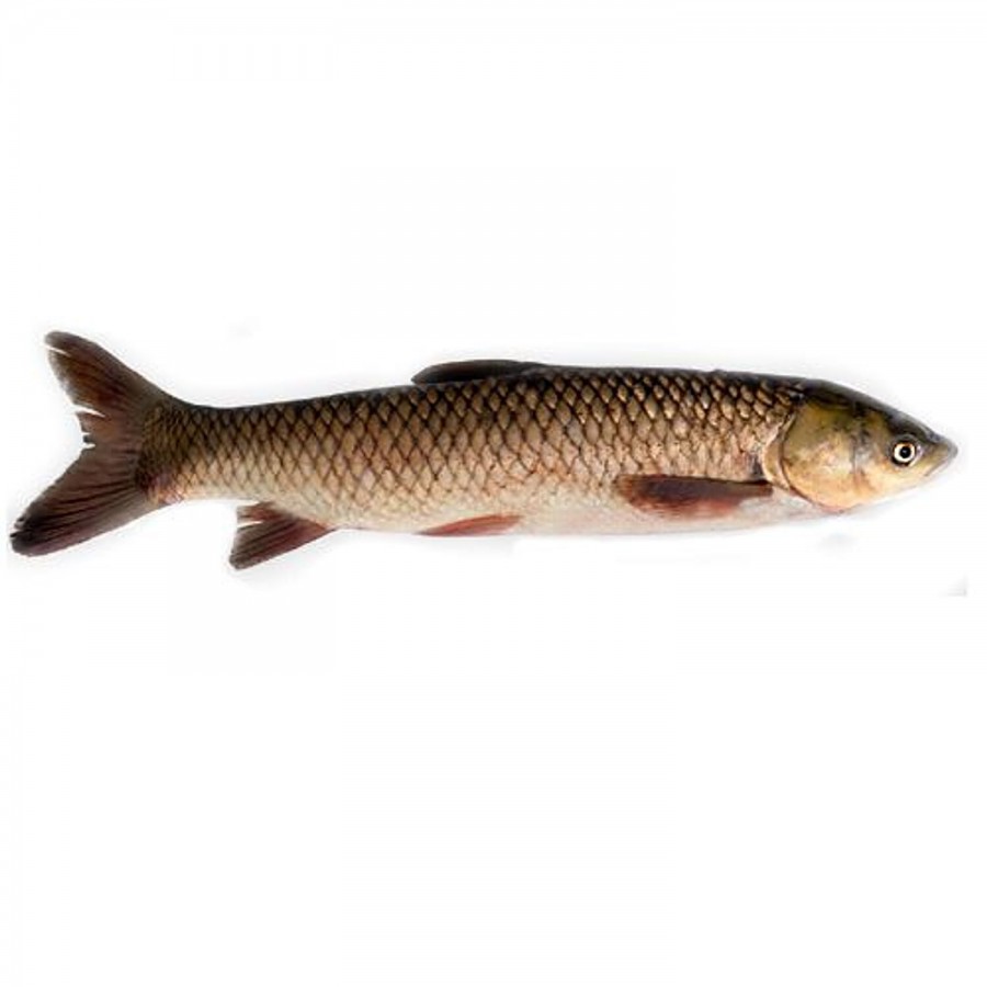 fresho! Fish - Grass Carp