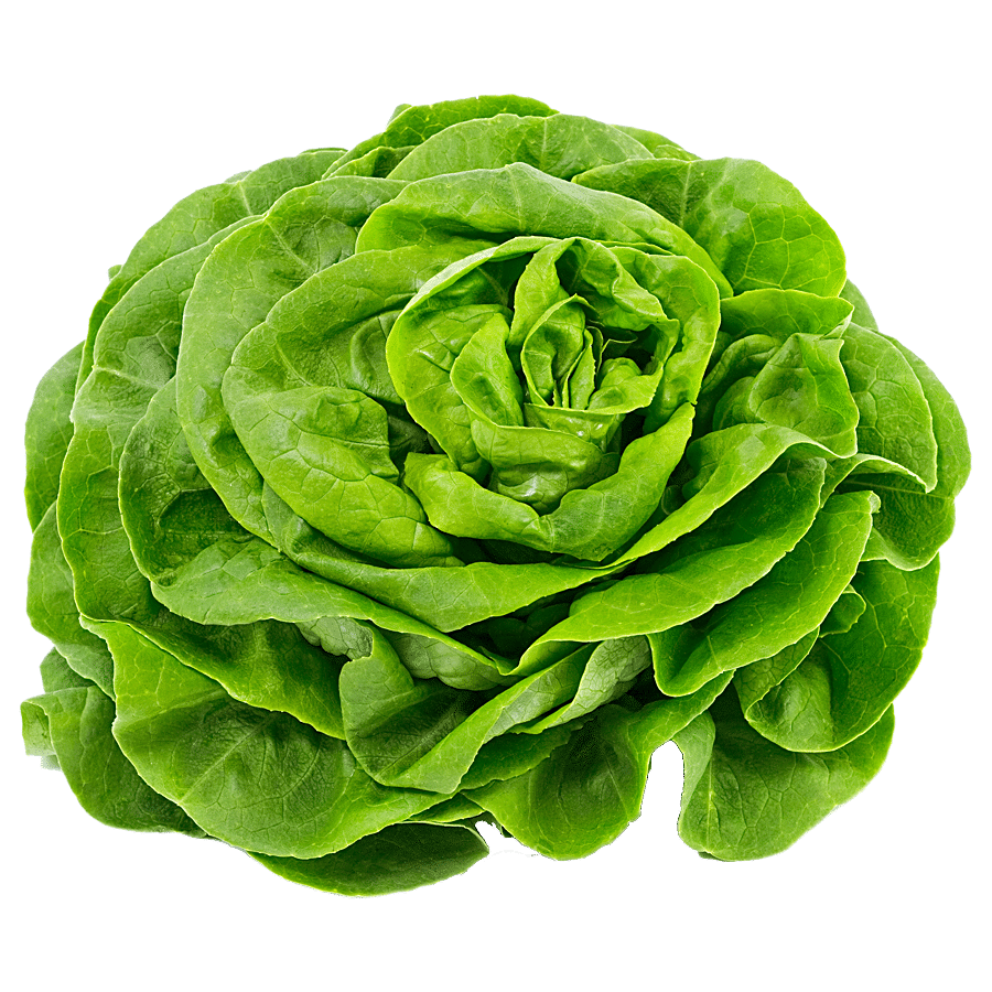 fresho! Butterhead Lettuce - Hydroponically Grown With Live Roots