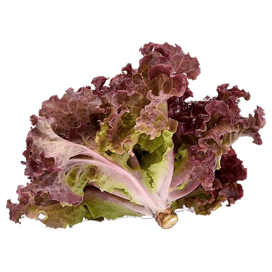 fresho! Lettuce - Black Rose Red