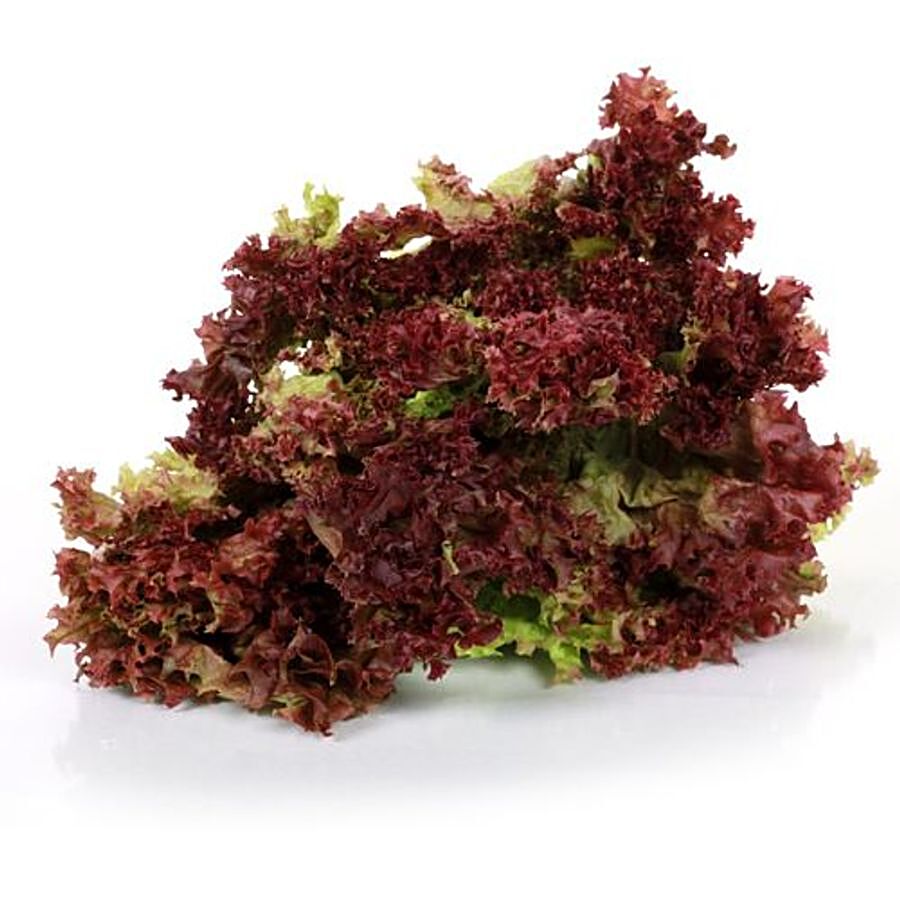 fresho! Lettuce - Lolla Rossa