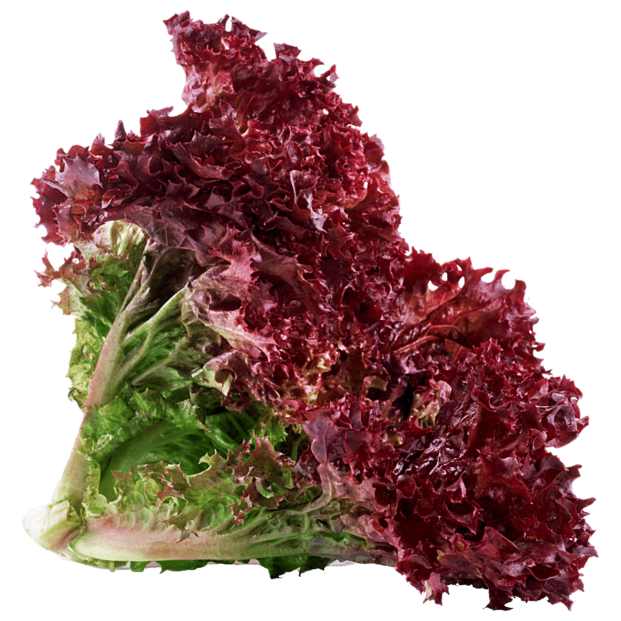 fresho! Lollo Rosso Lettuce - Hydroponically Grown With Live Roots