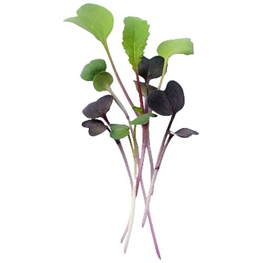 fresho! Microgreen Radish