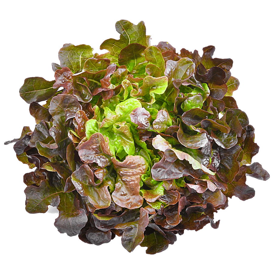 fresho! Red Oak Lettuce - Hydroponically Grown With Live Roots