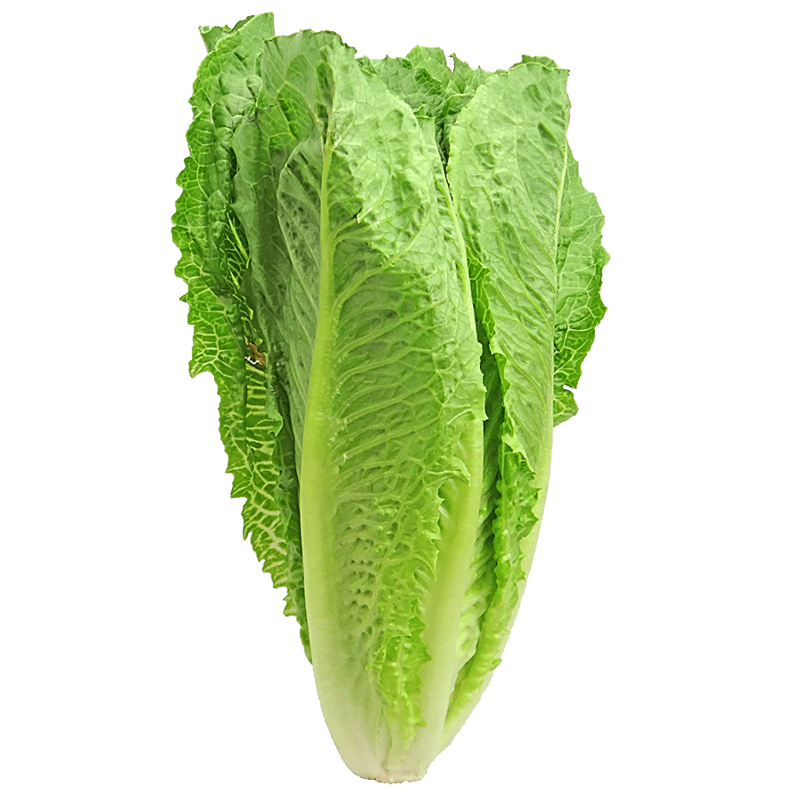 fresho! Romaine Lettuce  - Hydroponically Grown With Live Roots