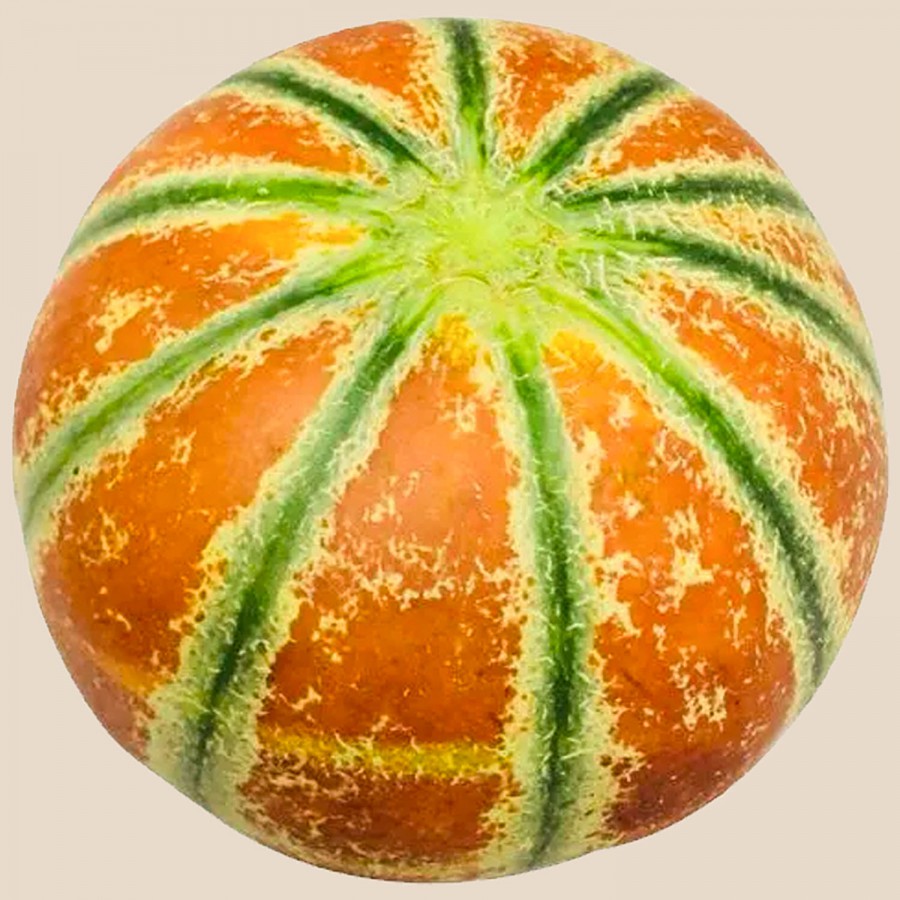 fresho! Muskmelon - Striped