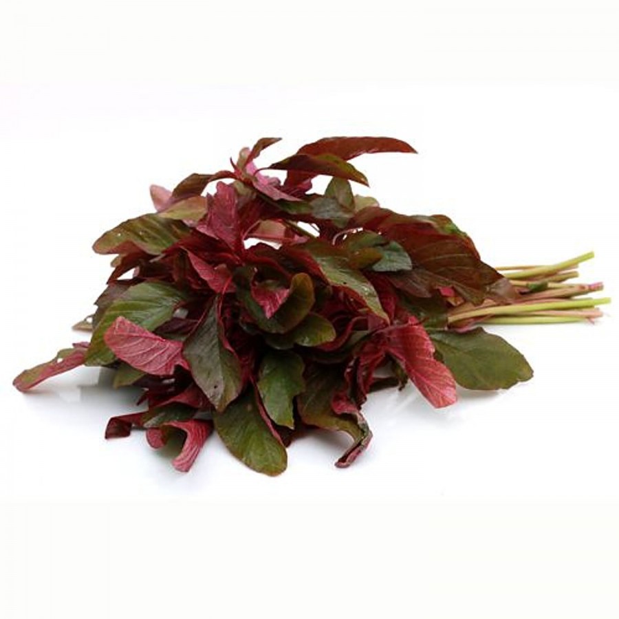 fresho! Amaranthus - Red Premium Institutional