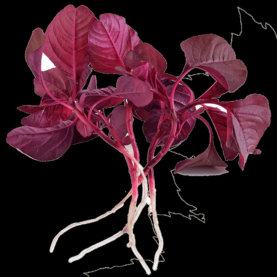 fresho! Red Amaranthus With Roots - Highly Nutritious Leafy Vegetable