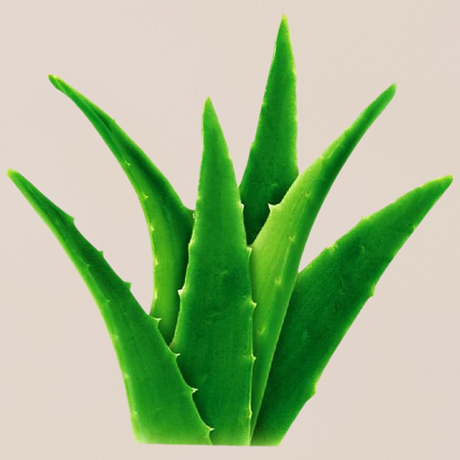 fresho! Aloe Vera - Organically grown (Loose)