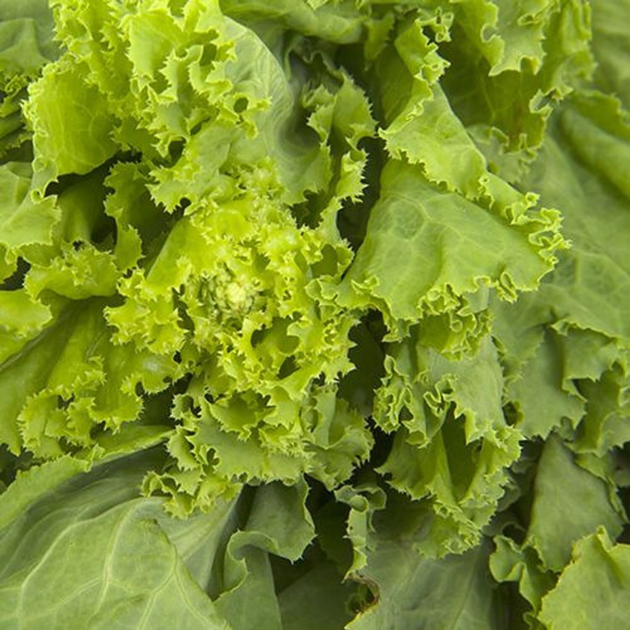 fresho! Lettuce - Green - Organically Grown