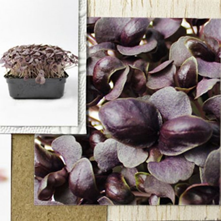 fresho! Microgreens - Purple Basil