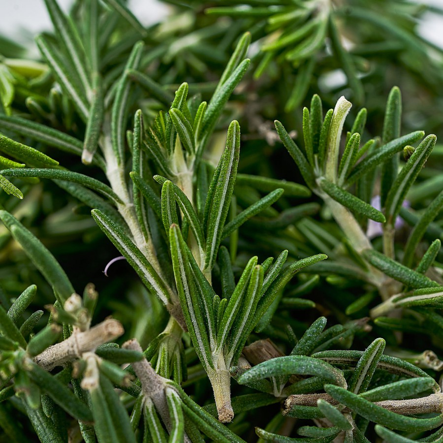 Simply Fresh Rosemary