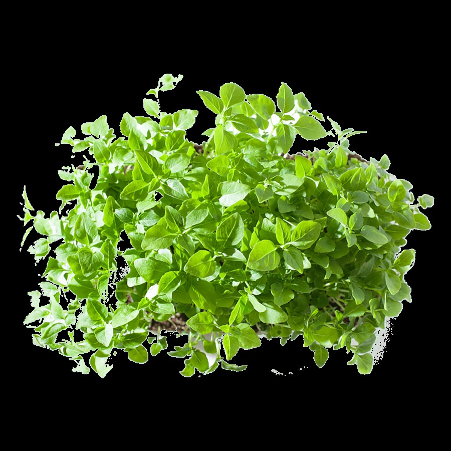 fresho! Microgreen Broccoli - Nutritious