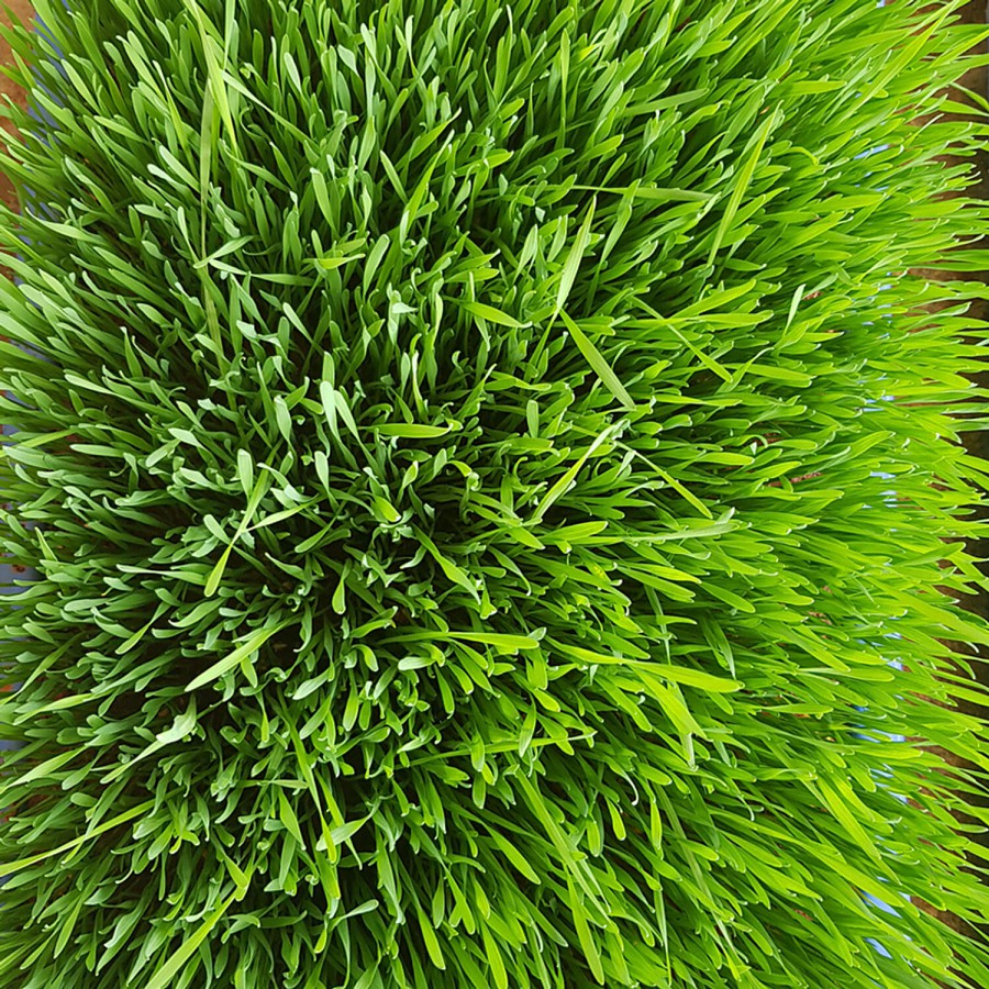 fresho! Microgreen - Wheatgrass