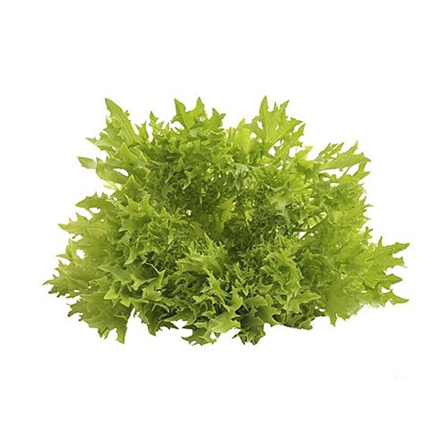 fresho! Lettuce - Lollo Rosso Green