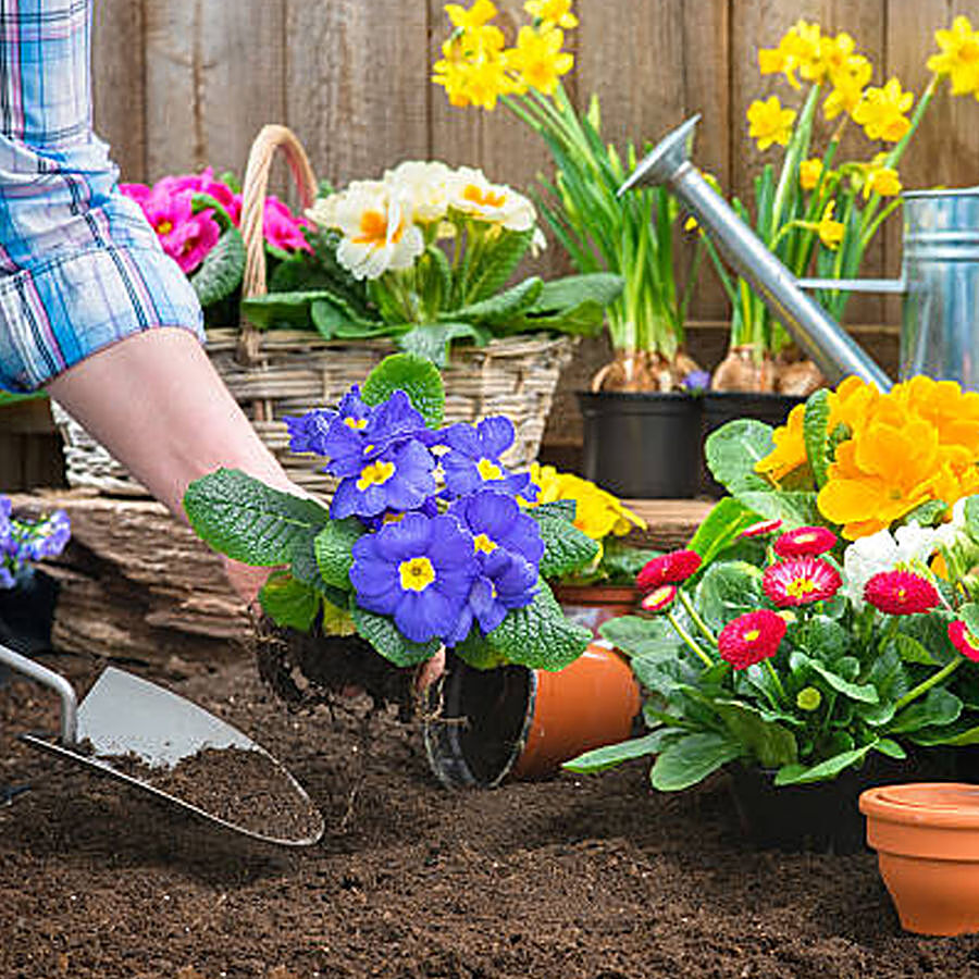 Go Green Pot Mix